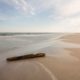 Baumstumpf am Strand - Sandhammaren