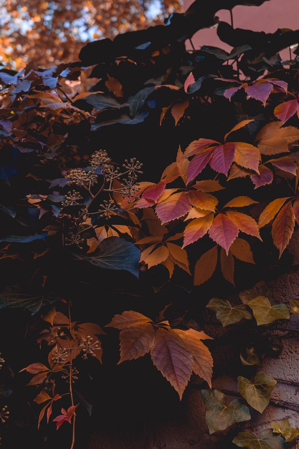 Herbstfarben in Quedlinburg