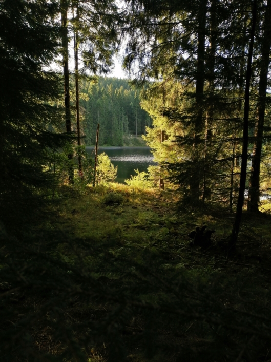 Waldblick auf den neuen Grumbacher Teich